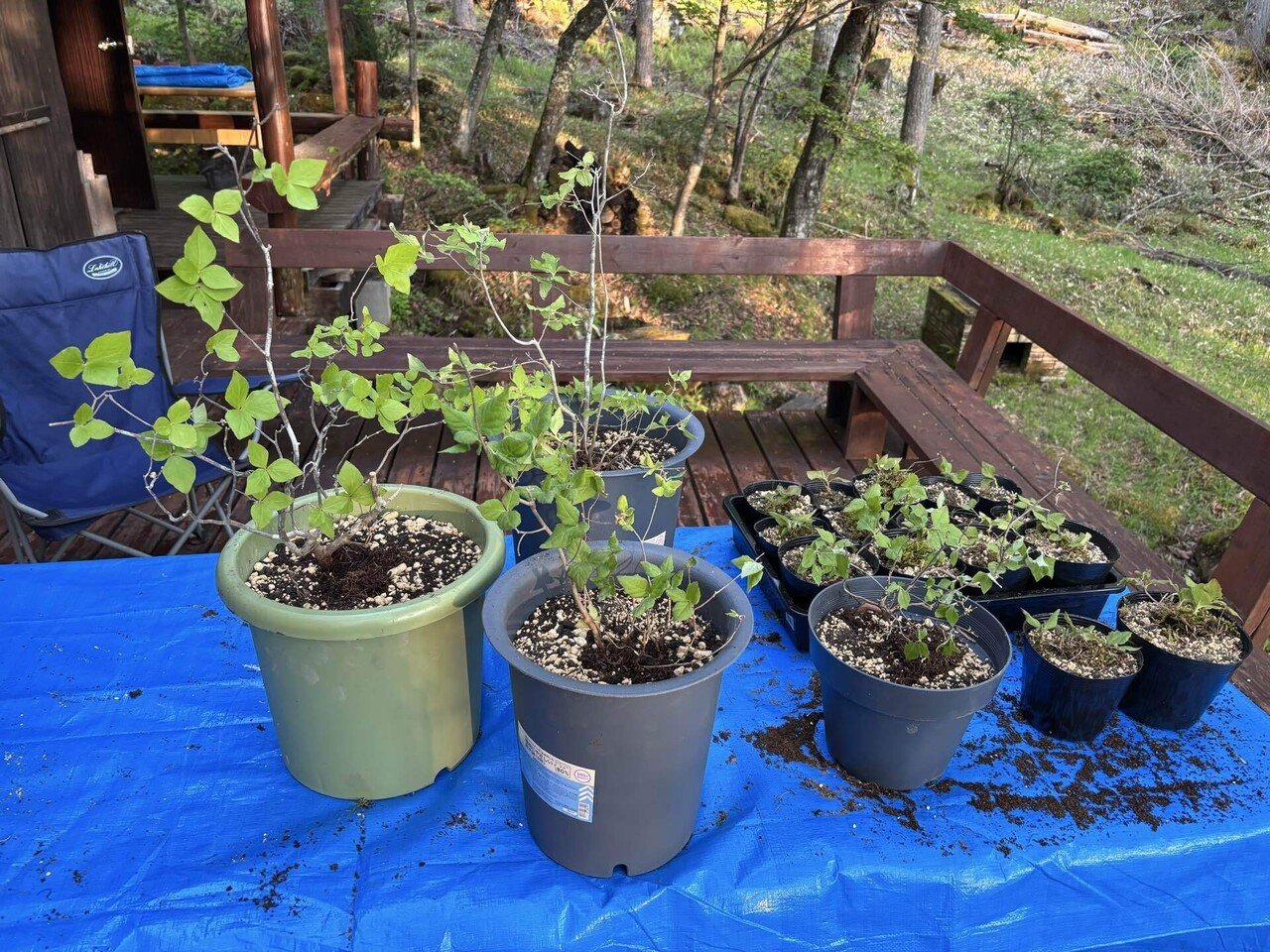 8 山取 ミツバツツジ ミツバツツジ 山取 0 無二。。特大山採り