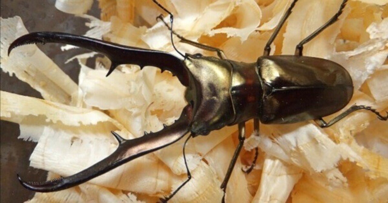 メタリフェルホソアカクワガタ・サンギレンシス亜種の飼育記録【2012