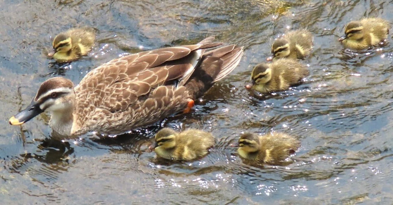 カルガモ親子観察2025 今年も子育て始まりました ｜コンデジ野鳥観察
