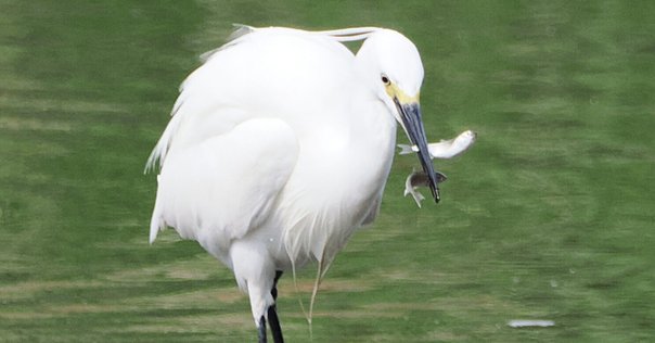 書籍『オーデュボンの鳥』「アメリカの鳥類」セレクション