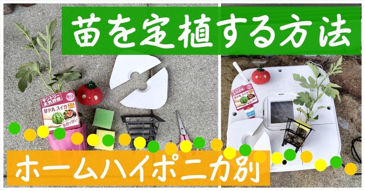 買ってきた苗をホームハイポニカに定植する方法・土の落とし方