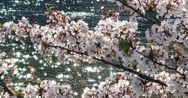 飴山實句集『辛酉小雪』を読む。｜紫乃