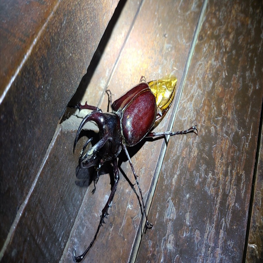 ボルネオ島 昆虫採集紀行② 🇲🇾｜キヨタミ