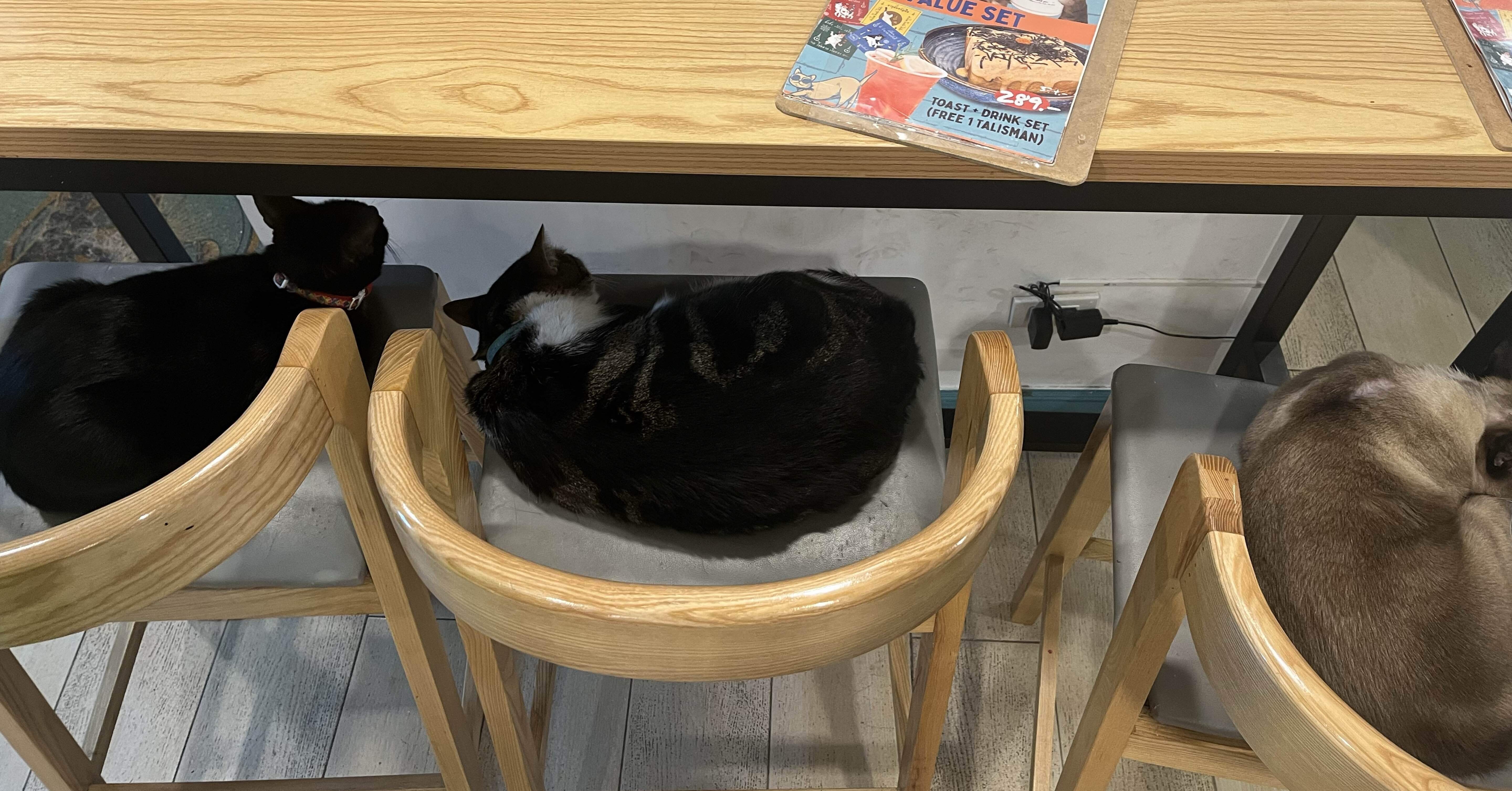 タイで見つけた意外な楽しみ🇹🇭バンコクで見つけた猫天国🐈｜Moe