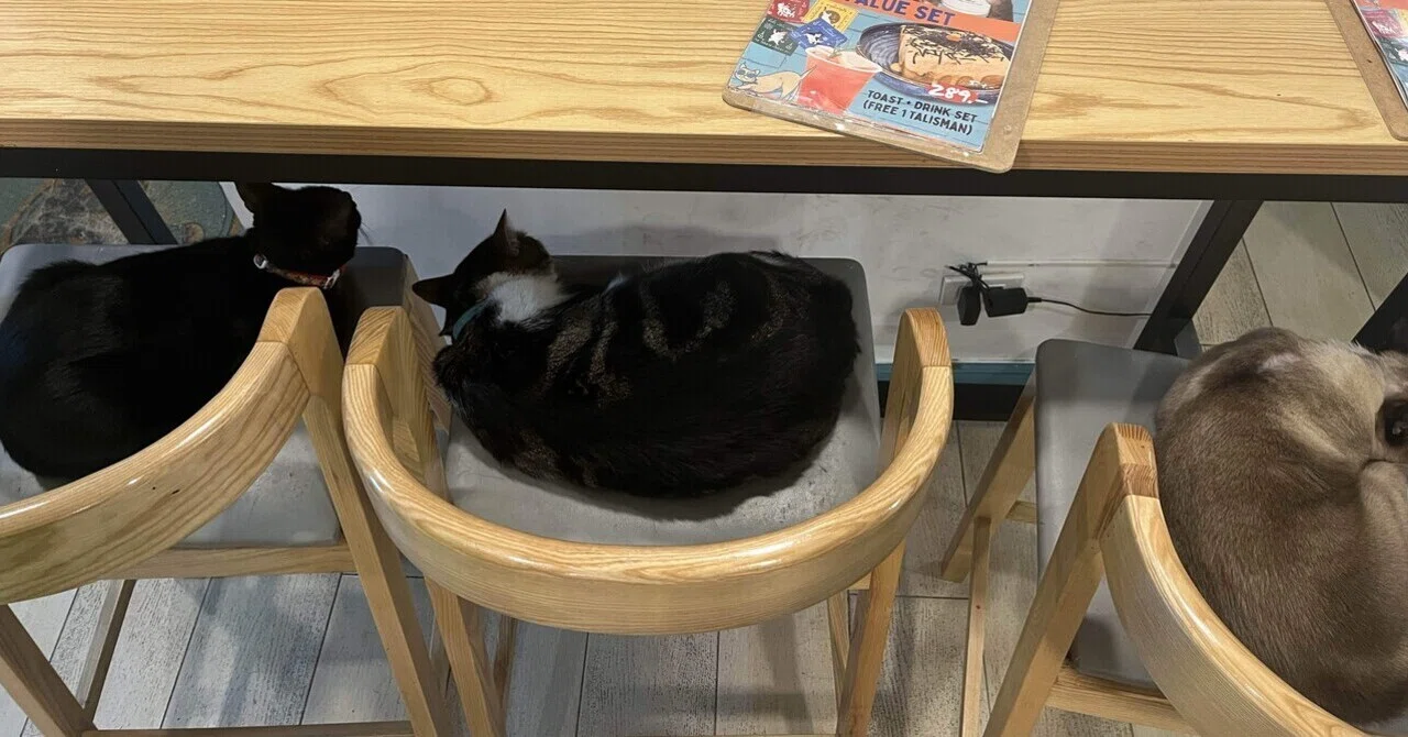 タイで見つけた意外な楽しみ??バンコクで見つけた猫天国?｜Moe