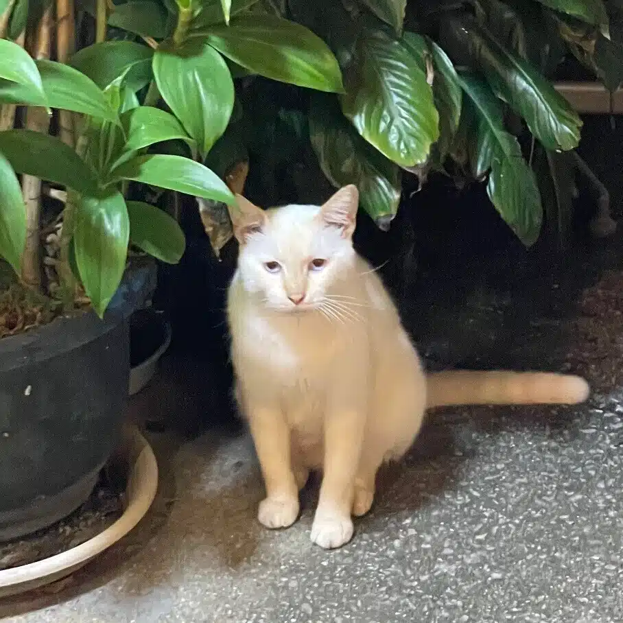 もこりんちょ