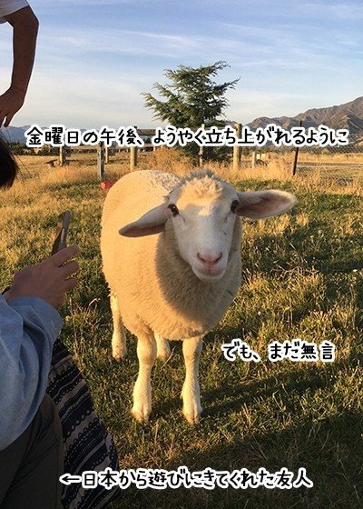 ペットの羊 マーティンゆう Note ペットの羊 マーティンゆう Note