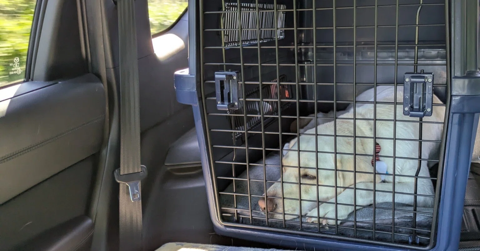 大型犬と車に乗る準備｜likewind