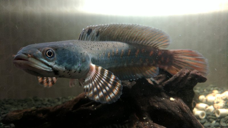 趣味の熱帯魚と3重管オーバーフロー水槽を自作してみた話 ハヤカワカズキ Note