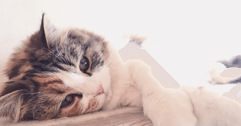 本 挫折を経て 猫は丸くなった 書き出し小説名作集 新潮社 アヤ 育児漫画ママライオン連載中 Note