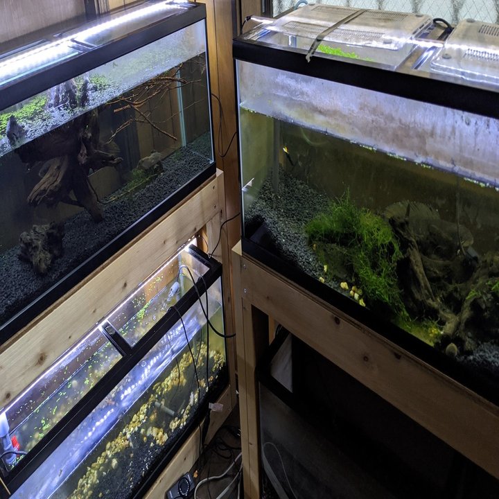 趣味の熱帯魚と3重管オーバーフロー水槽を自作してみた話 ハヤカワカズキ Note