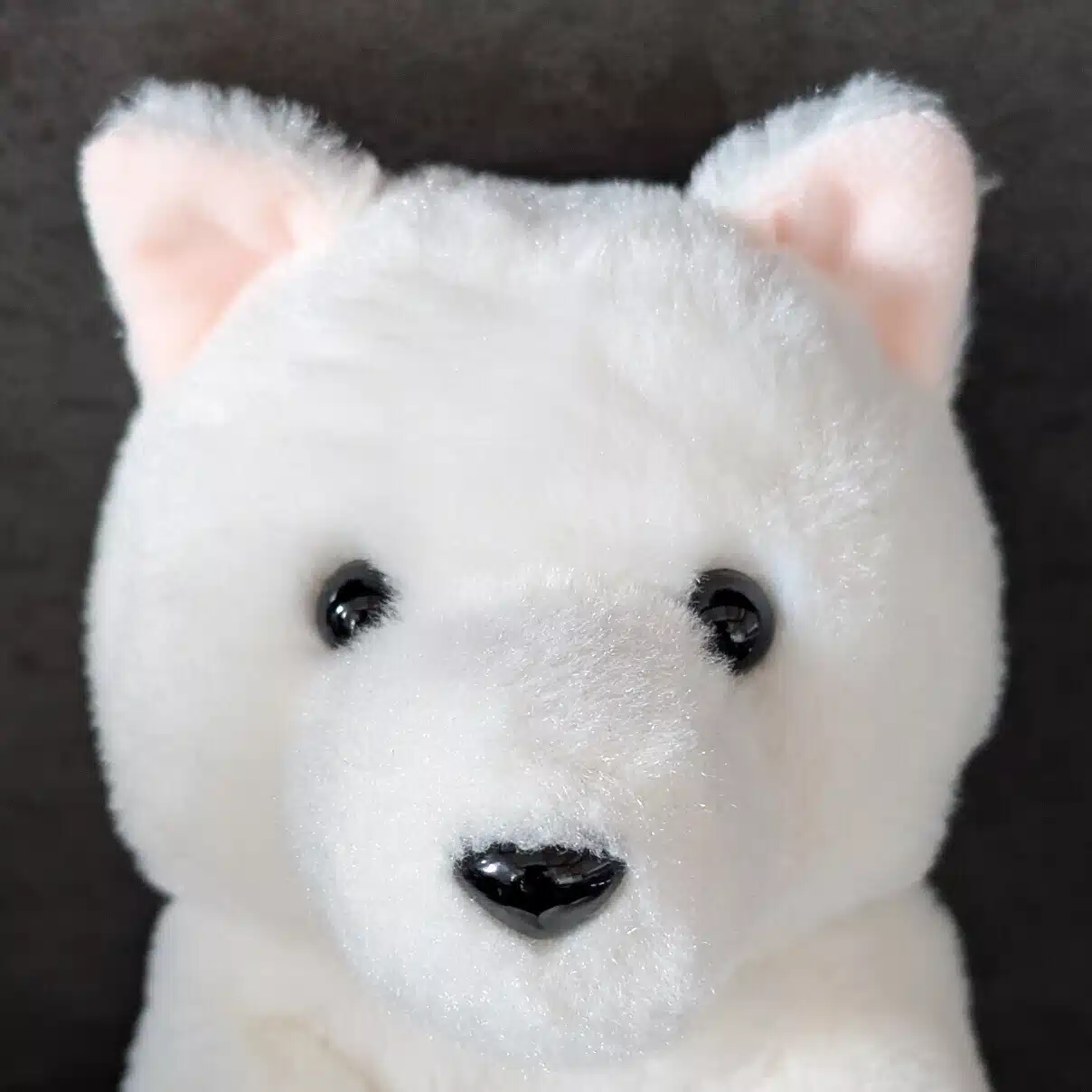 やまさんとシロ🐾
