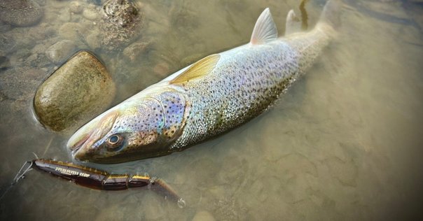 入荷速報】Nate's Baits「12インチ Line Through Trout」登場