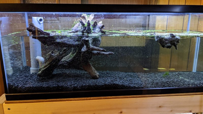 趣味の熱帯魚と3重管オーバーフロー水槽を自作してみた話 ハヤカワカズキ Note