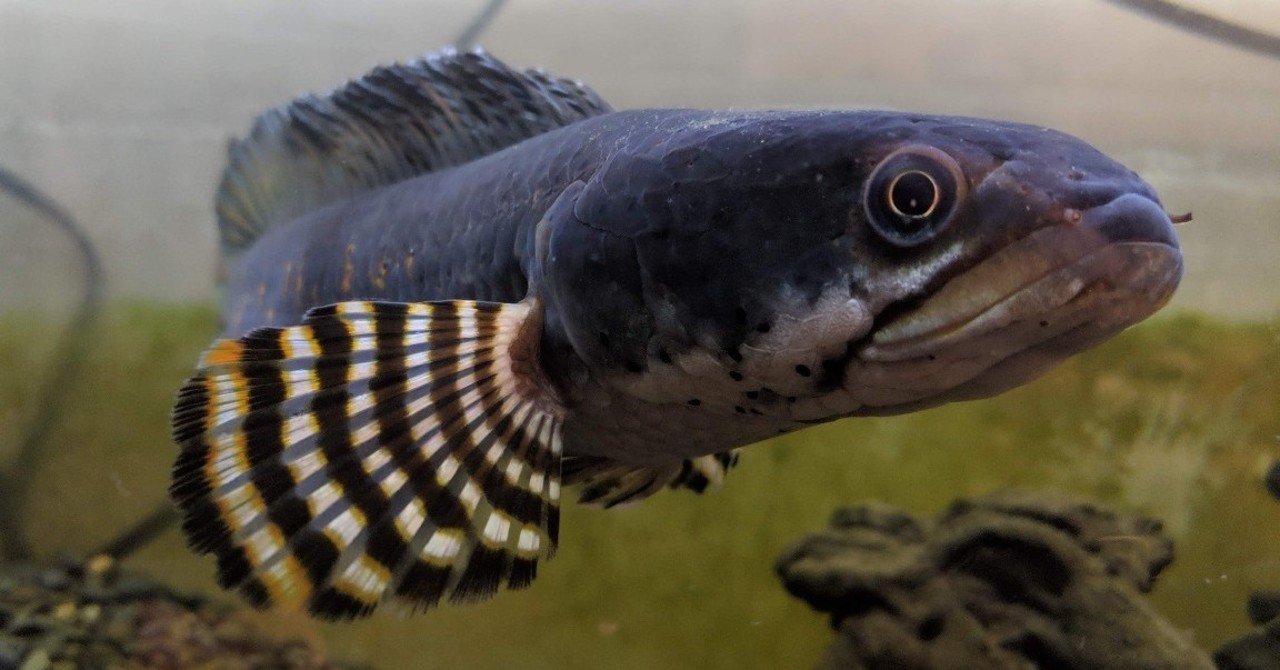 趣味の熱帯魚と3重管オーバーフロー水槽を自作してみた話 ハヤカワカズキ Note