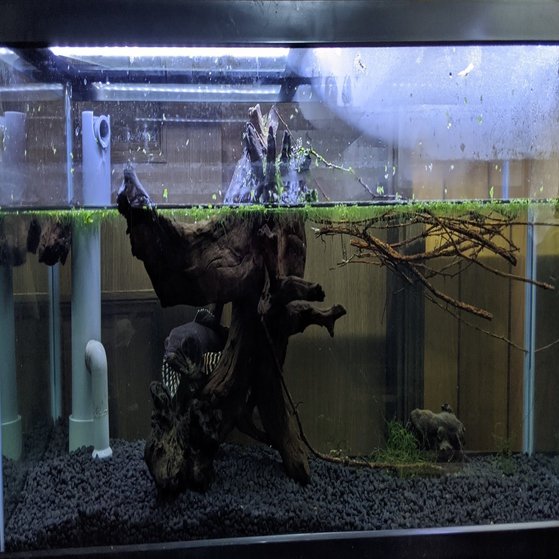 趣味の熱帯魚と3重管オーバーフロー水槽を自作してみた話 ハヤカワカズキ Note