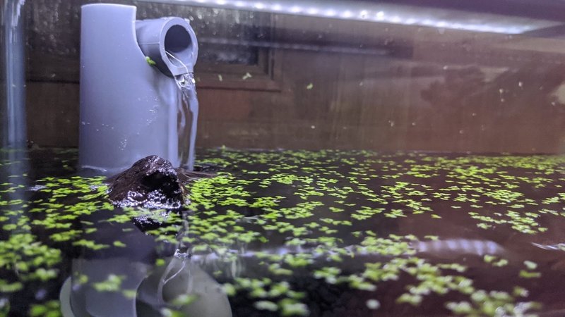趣味の熱帯魚と3重管オーバーフロー水槽を自作してみた話 ハヤカワカズキ Note 趣味の熱帯魚と3重管オーバーフロー水槽を自作してみた話 ハヤカワカズキ Note