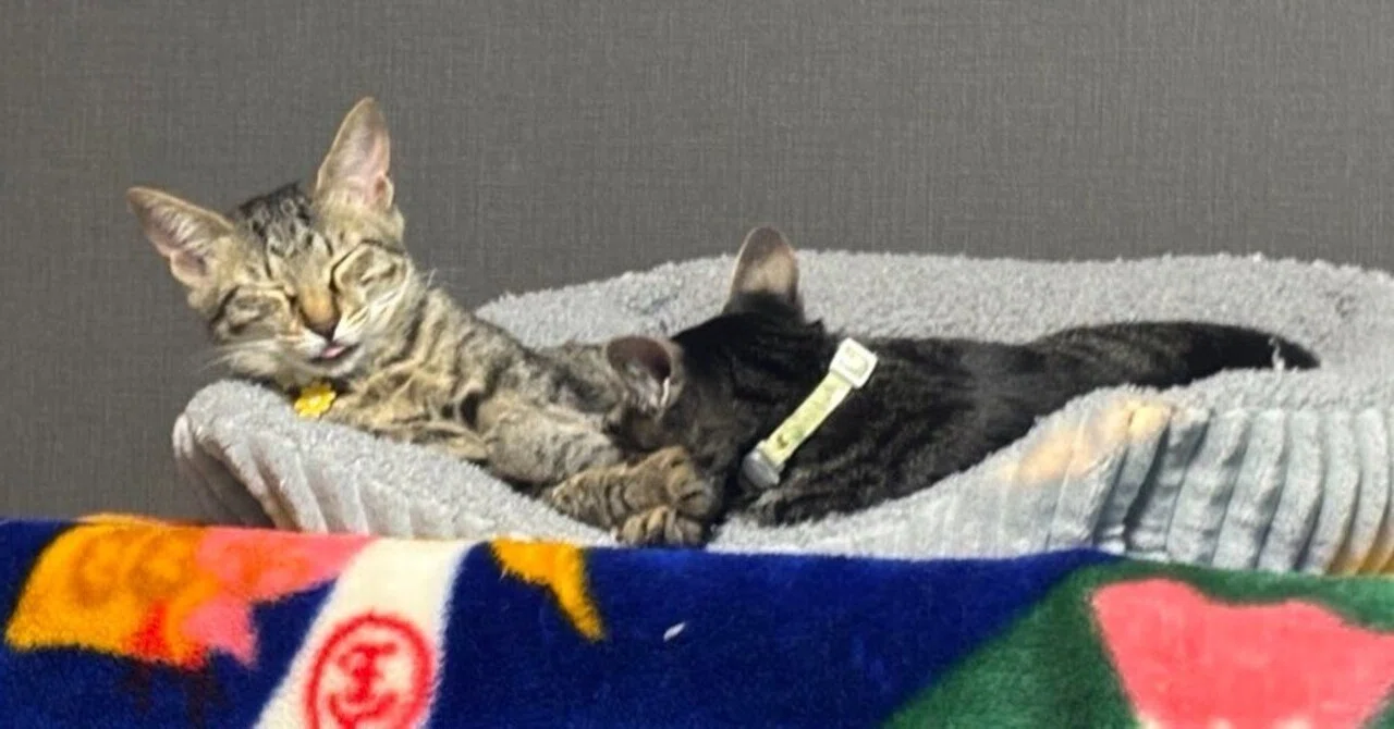思わず二度見！猫を飼って初めて知った「変な寝相」の無限パターン