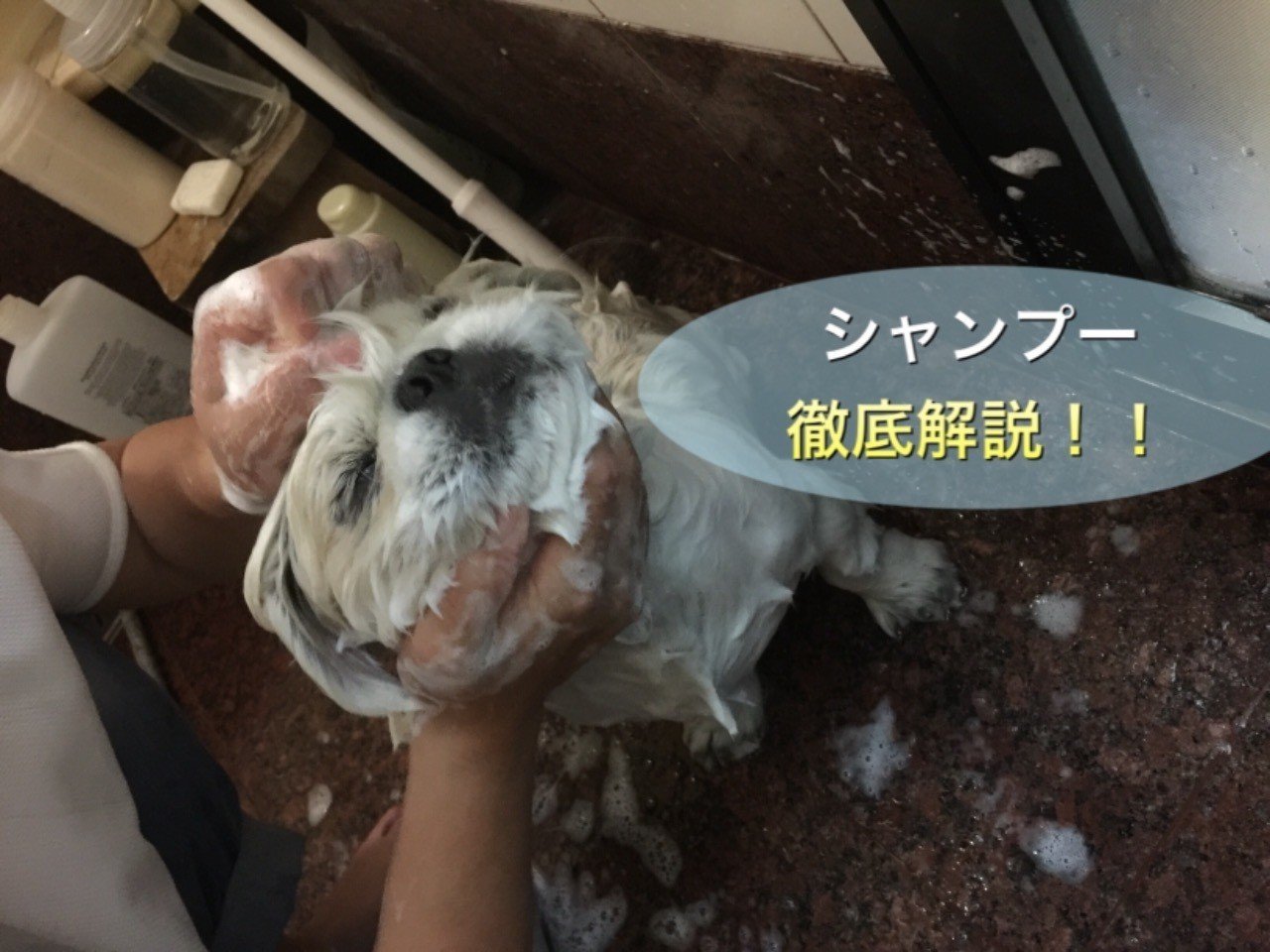 初心者でも大丈夫 犬のシャンプー徹底解説 ドッグライフサポーター 獅子パパ Note