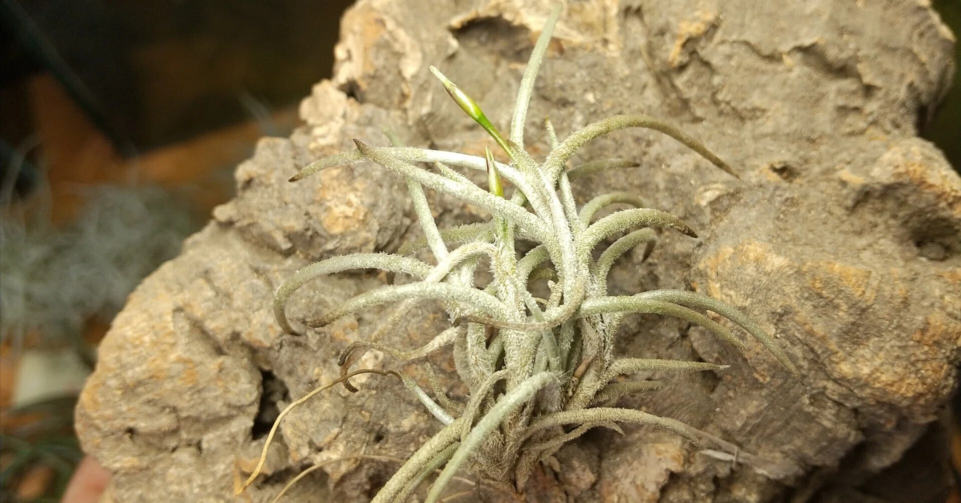 チランジア Kraken 子株4株つき苗 速達 チランジア入荷リスト5/31｜NatureGarden🌿神田