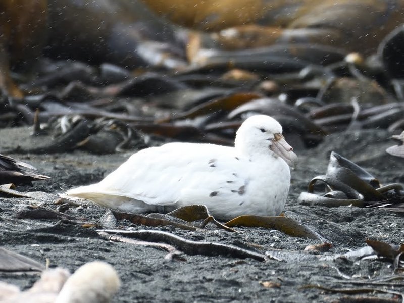 海鳥が好きになったわけ のいまん Note 海鳥が好きになったわけ のいまん Note