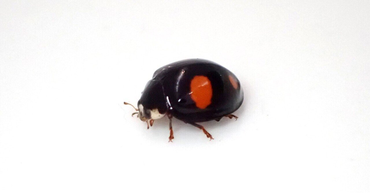 テントウムシの仲間｜Hinata