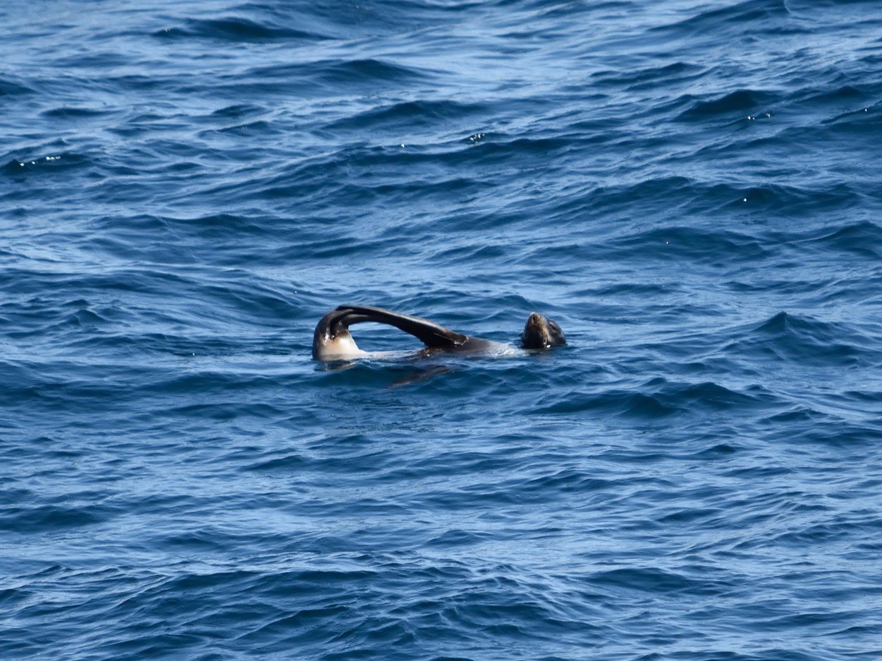 海鳥が好きになったわけ｜のいまん