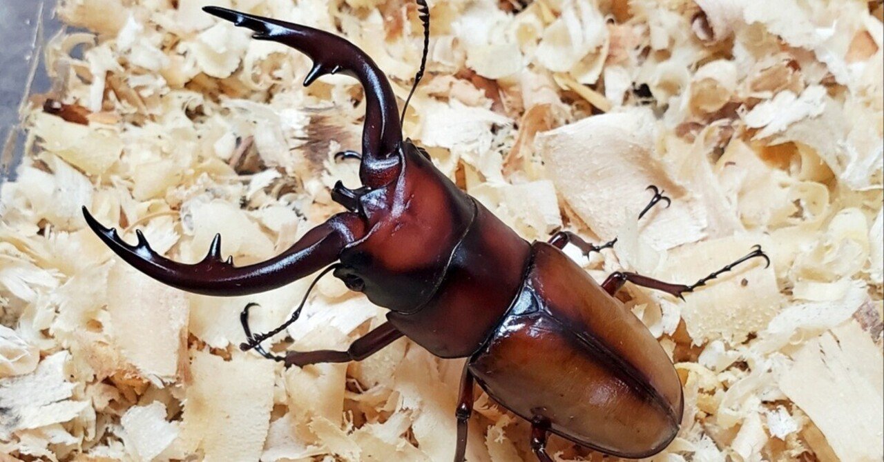 オス70up】中之島産 トカラノコギリクワガタ 成虫1オス3メスセット オス70up】中之島産 トカラノコギリクワガタ 成虫1オス3メスセット