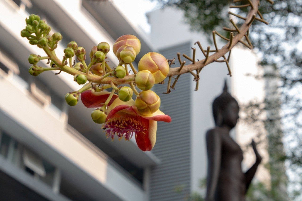 釈迦生誕も入滅も沙羅樹の下 タイでどこにでも咲く花-20｜MasayukiSaito