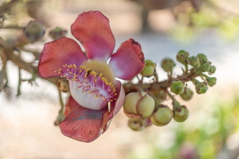 釈迦生誕も入滅も沙羅樹の下 タイでどこにでも咲く花 Masayuki Saito Note