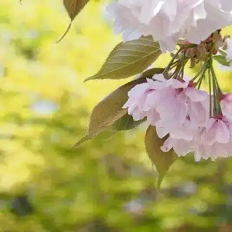 ゆーり
