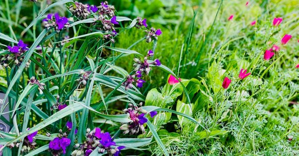 植物誌3 (西洋古典叢書 G 125) | テオプラストス, 小川 洋子 |本