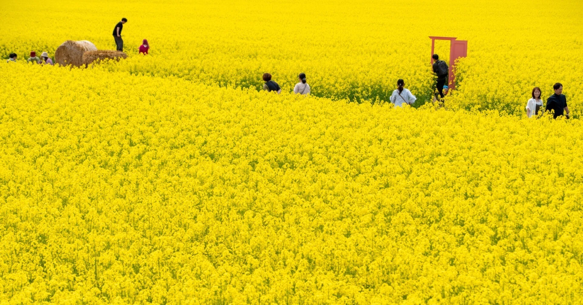 花畑 FUJIFILM X-T5】【撮影術】菜の花畑と”前ボケの効果”についての考察｜No.54