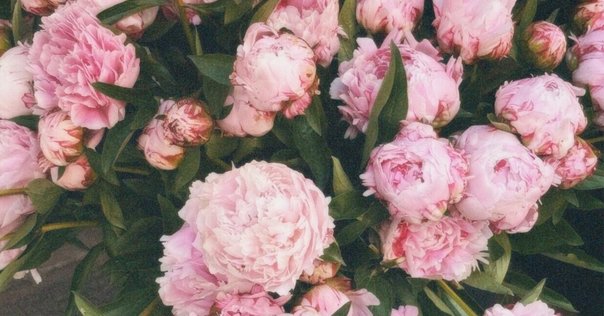 思い違いも花肌しい 「秘すれば花なり秘せずは花なるべからず