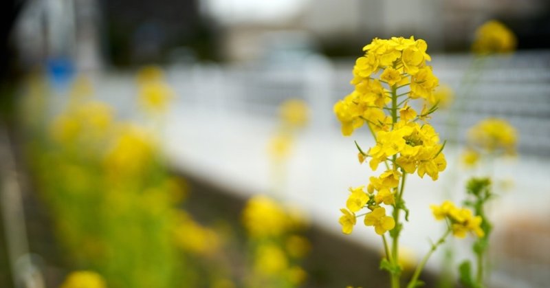 俺はきみを愛しているの それとも愛に憧れているの Do You Remember 歌 宮本浩次 歌詞より ハーケン 林 健太郎 Note
