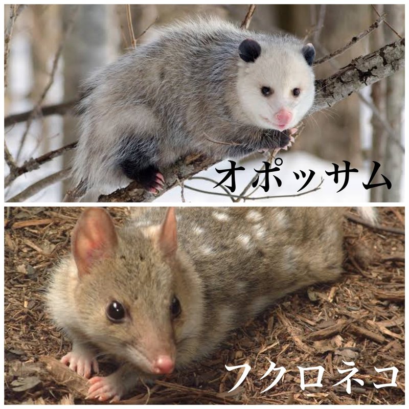衝撃 有袋類の出産と子育て 毛玉の親分 Note 衝撃 有袋類の出産と子育て 毛玉の親分 Note