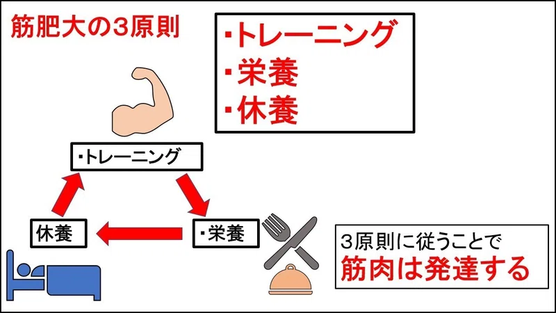 図解 筋トレ基礎知識 筋肉発達の仕組み フリート Note