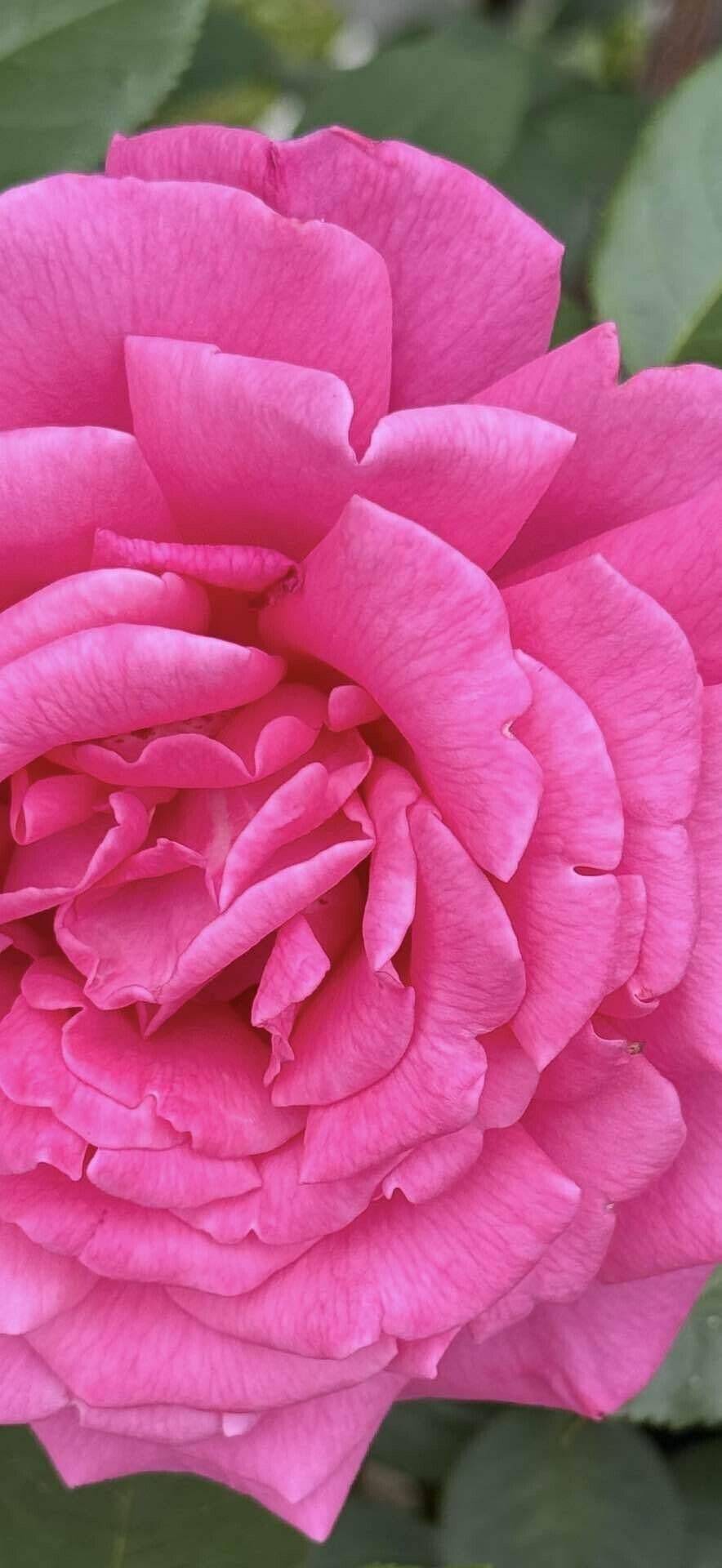 ラ レーヌ マリー アントワネット 『ベルサイユのばら』の世界｜EGGSEED