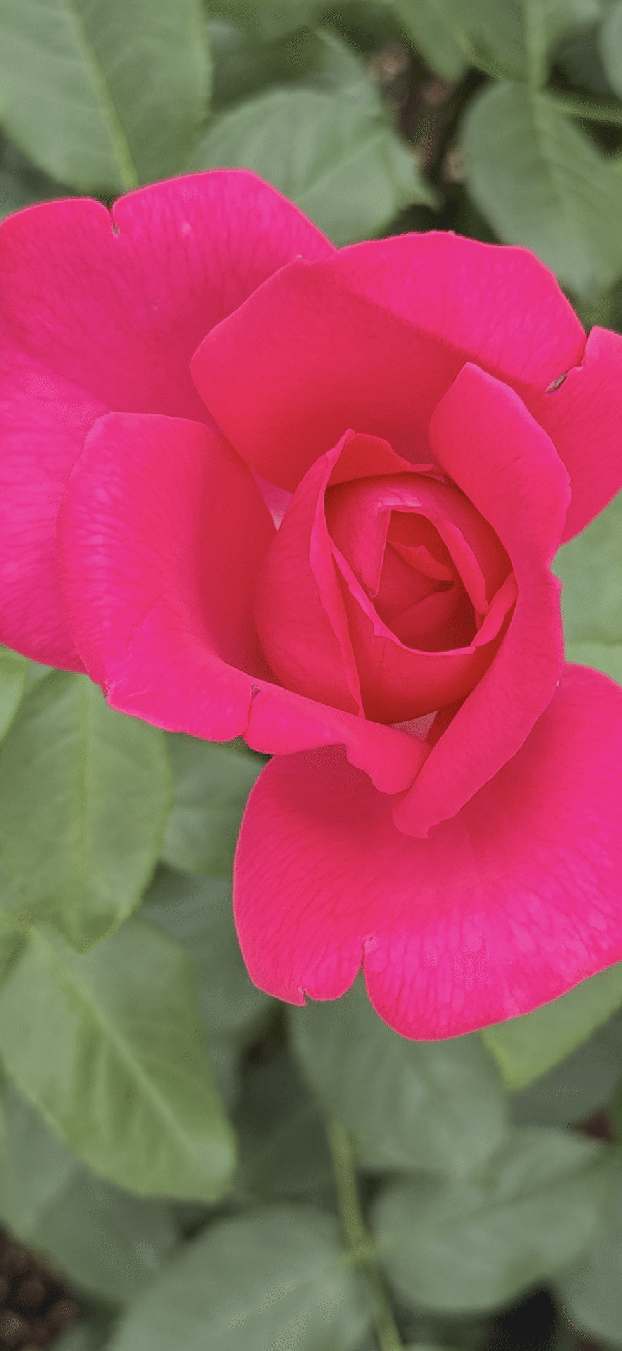 ラ レーヌ マリー アントワネット 『ベルサイユのばら』の世界｜EGGSEED