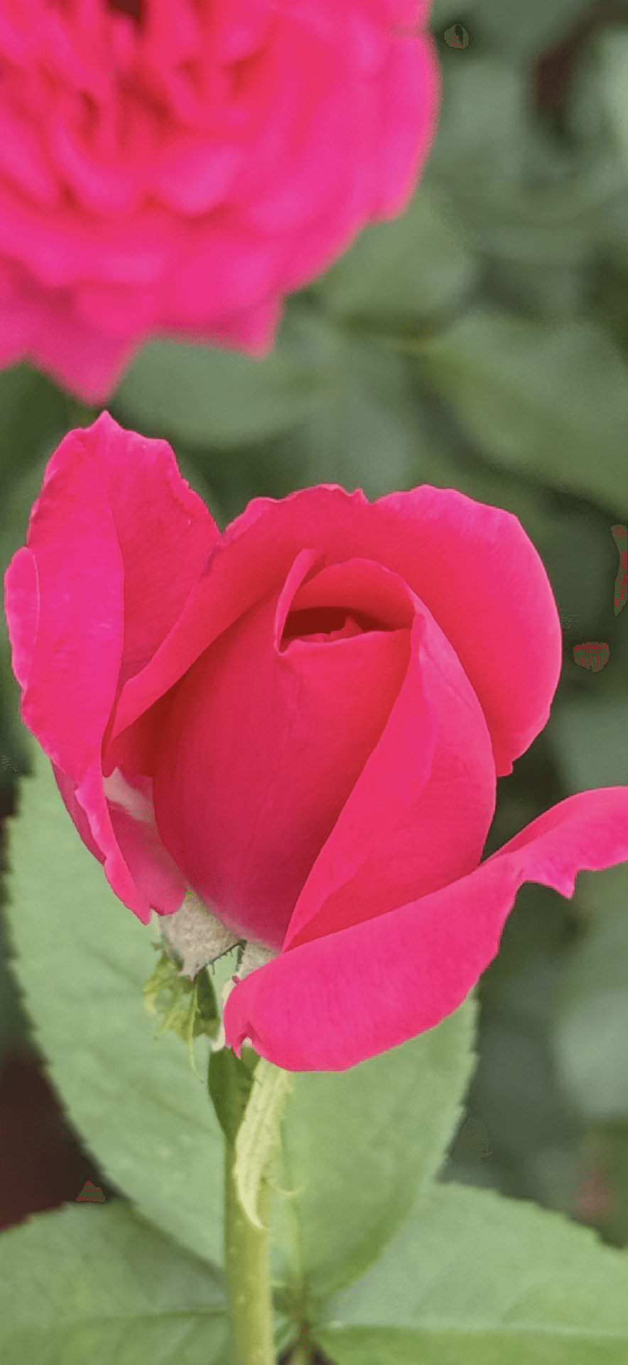 マリーアントワネット　大輪のピンクの薔薇　金額縁 マリーアントワネット 大輪のピンクの薔薇 金額縁 マリー