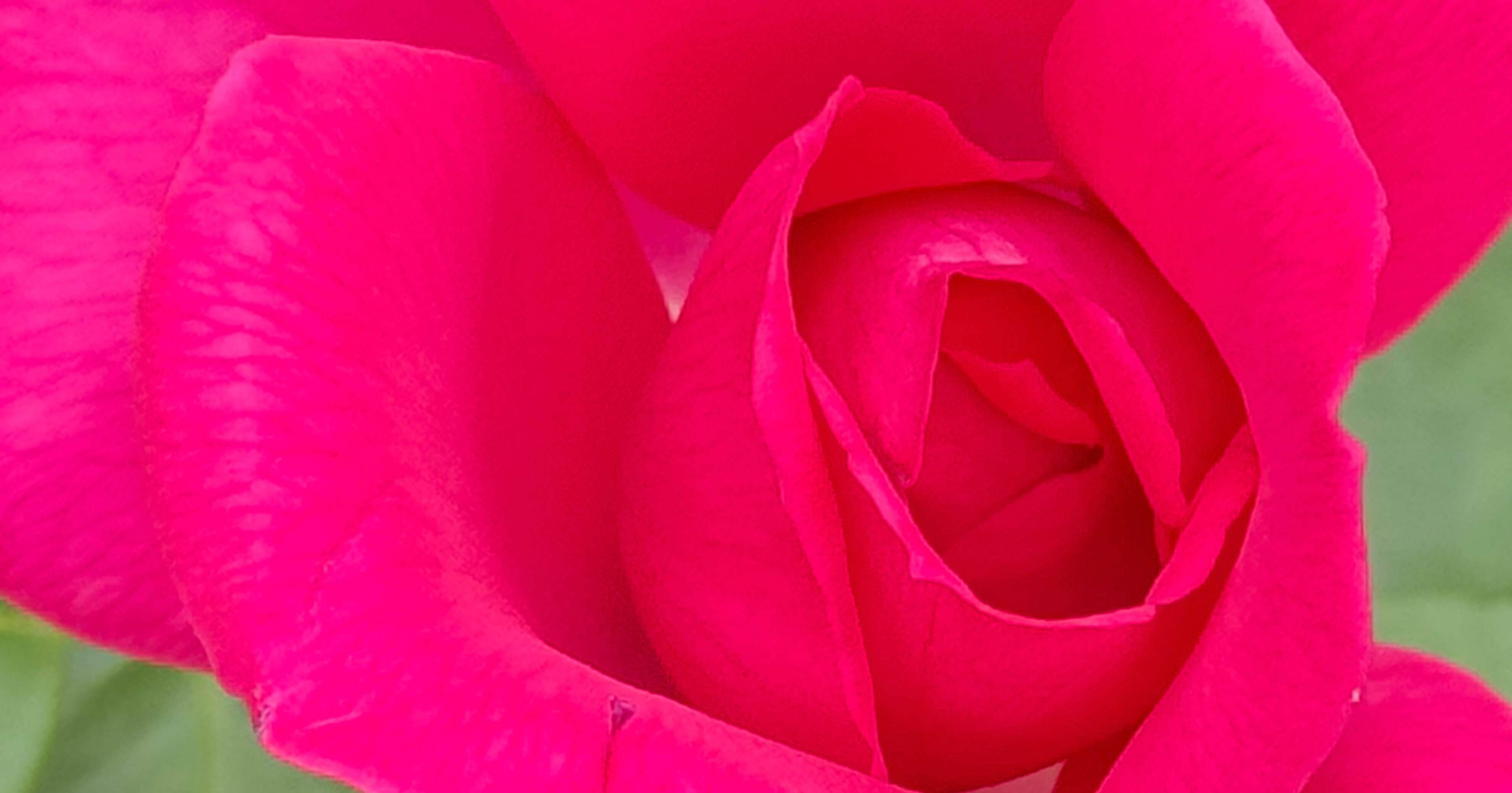 ラ レーヌ マリー アントワネット 『ベルサイユのばら』の世界｜EGGSEED