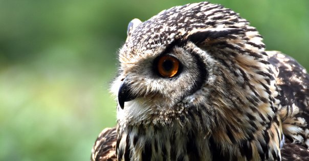 小さいミミズク”じゃなかったのか！ | 私的鳥類図鑑