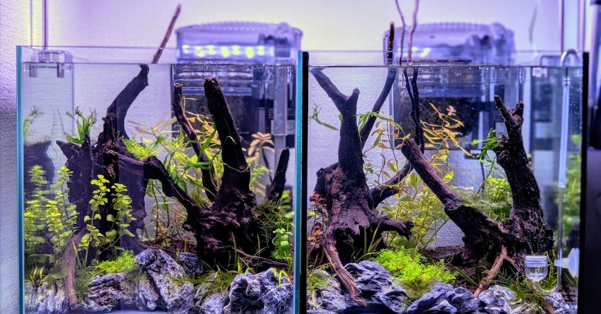 🌱【30cmキューブ水槽・成長記録 Week1】ホームセンター水草で気軽に