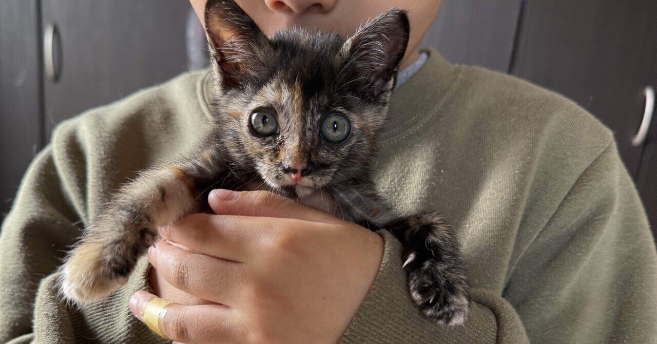 「サビ猫」ポジャギ　けいとたまちゃんです！！！ サビ猫」ポジャギ けいとたまちゃんです！！！ サビ猫たまちゃん