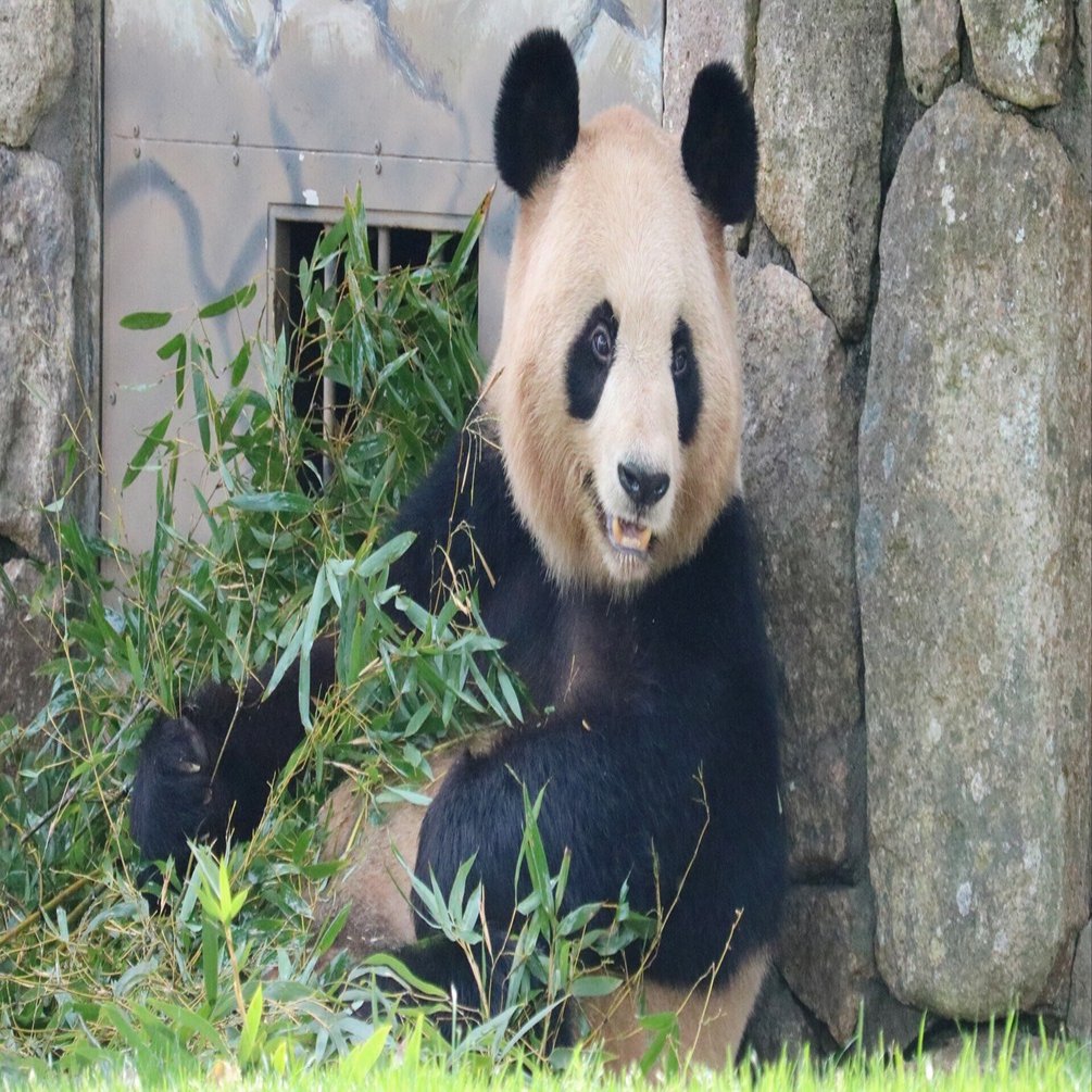 読売旅行ツアーで、こんな話をします｜二木繁美／パンダライター