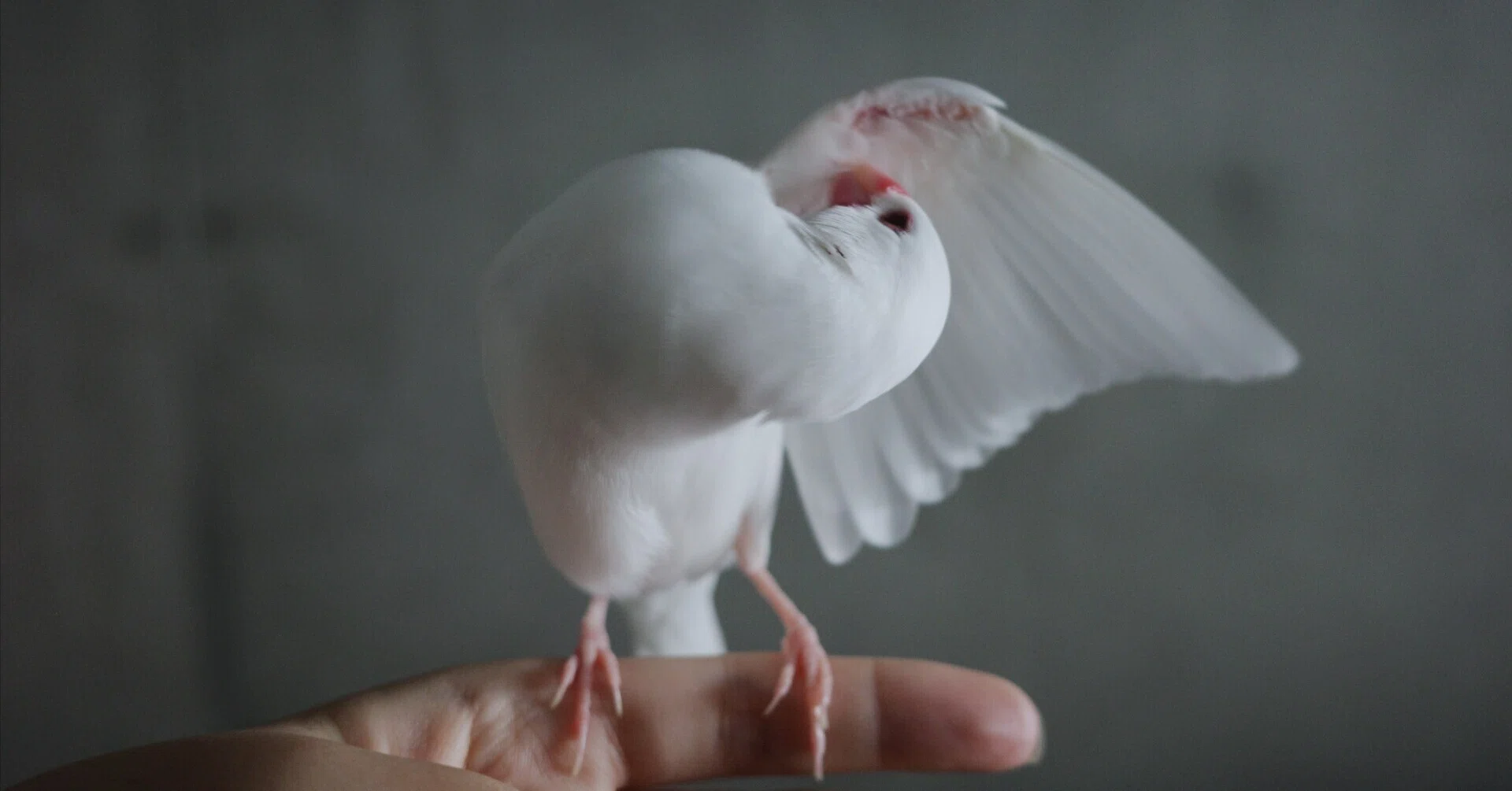 白文鳥は本当に白いのか？｜akane kino
