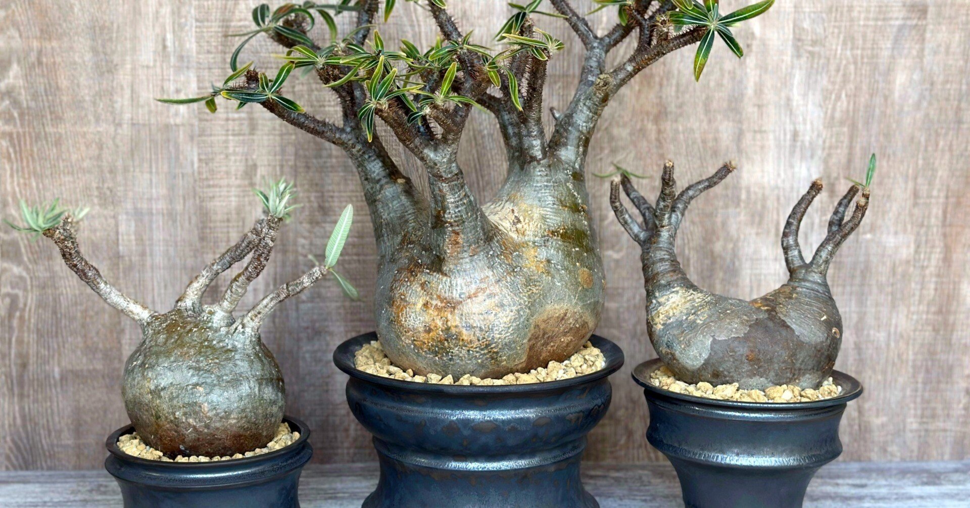 パキポディウム・グラキリスの植え替え｜暇人