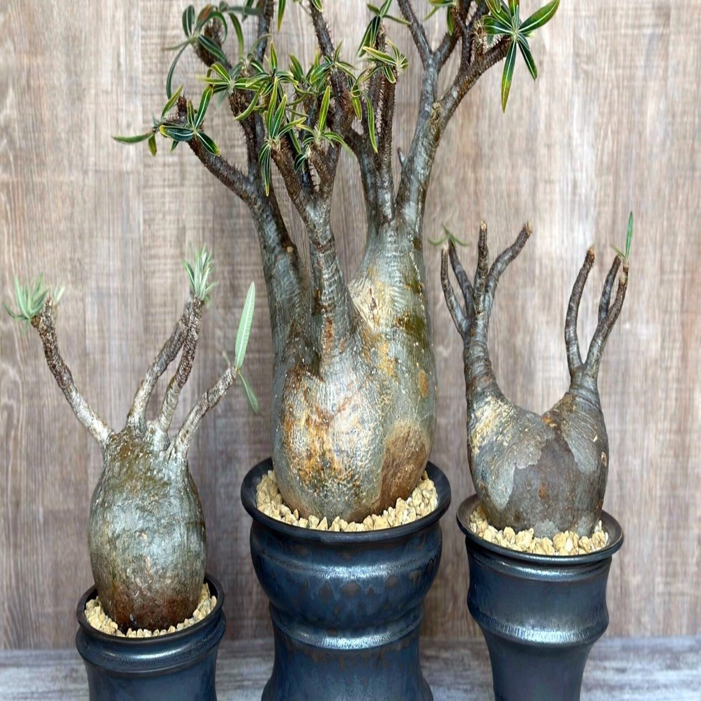 パキポディウム・グラキリスの植え替え｜暇人