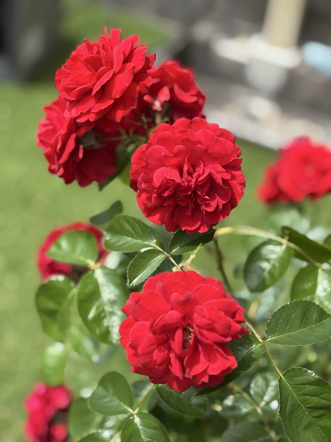 バラ🌹に魅せられて 〜バラ日記①〜｜朝サン☀️