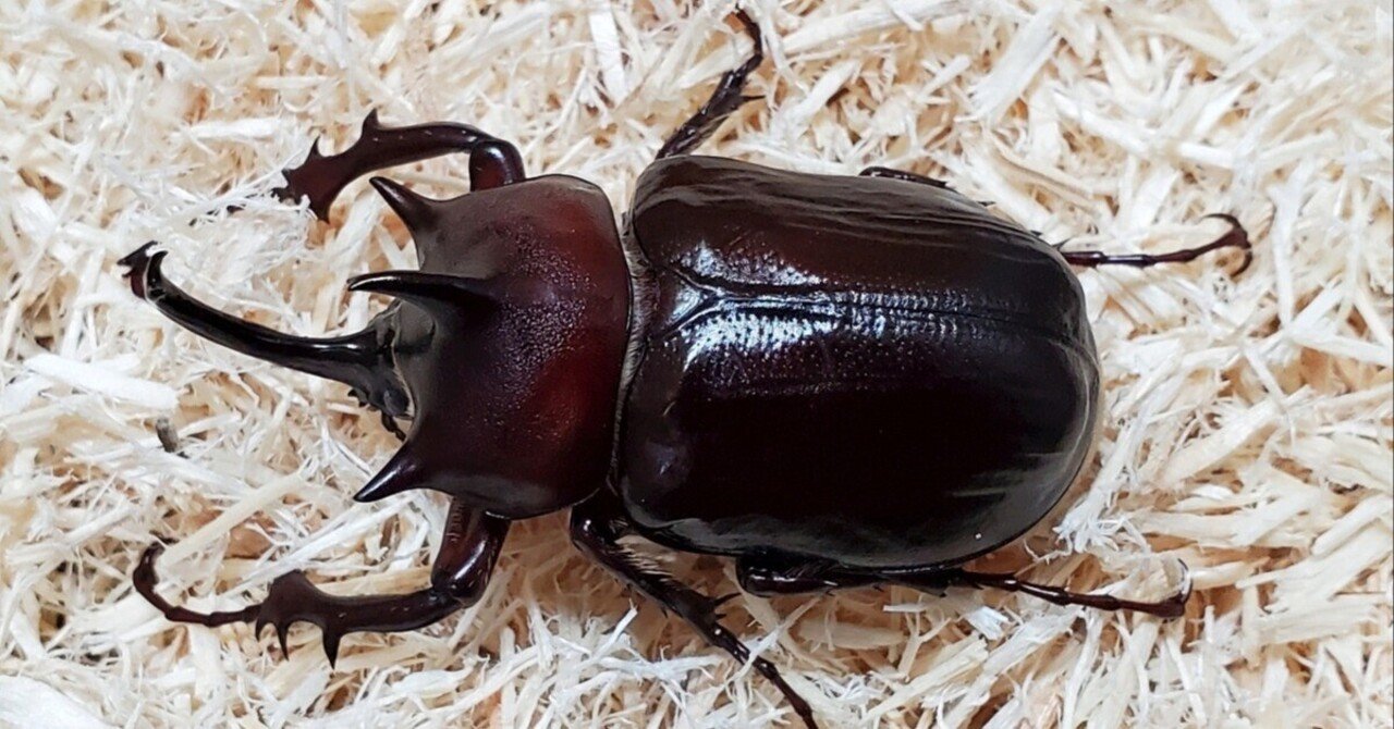 ヒメゾウカブト　標本セット　飼育品 パチェコヒメゾウカブトの飼育記録【2020～2022】｜AKECHI